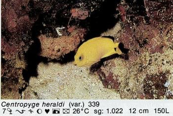 Centropyge heraldi